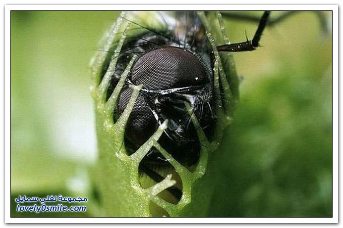 نباتات أكلة الحشرات  Plant-eating-insects-02