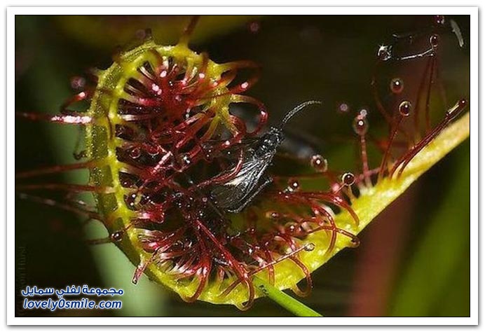 نباتات أكلة الحشرات  Plant-eating-insects-28