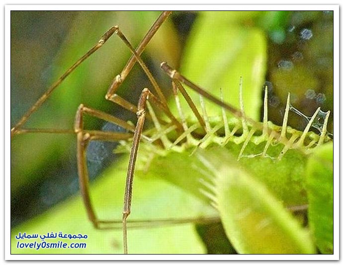 نباتات أكلة الحشرات  Plant-eating-insects-30