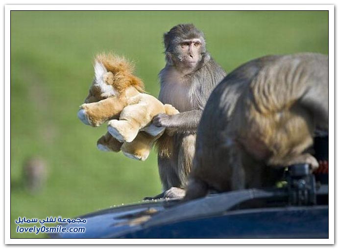 عصابة القرود Monkey-attack-09