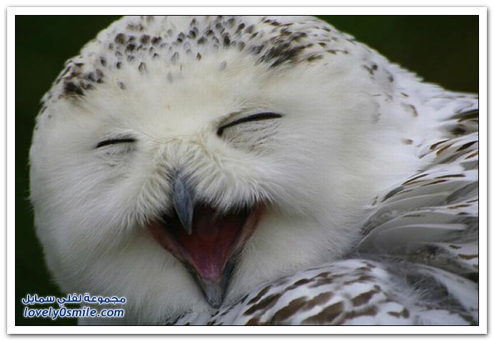 ابتسامة البومة Smile-Owl-17