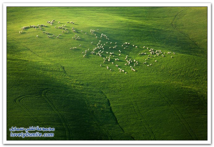 المروج الخضراء في اوربا Green-meadows-in-Europe-17