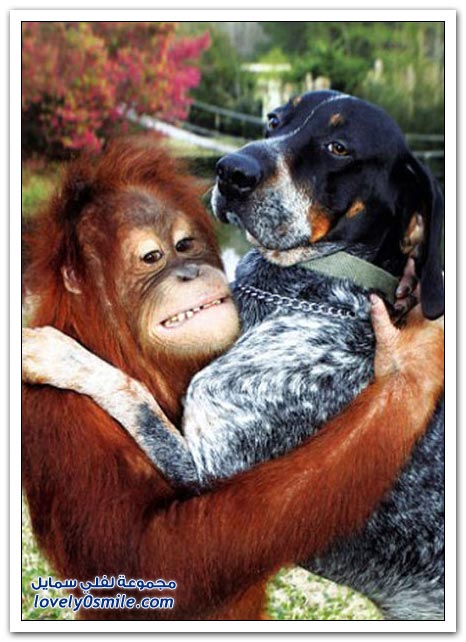 صداقة عجيبة لكلب وقرد Wonderful-friendship-of-a-dog-and-a-monkey-01