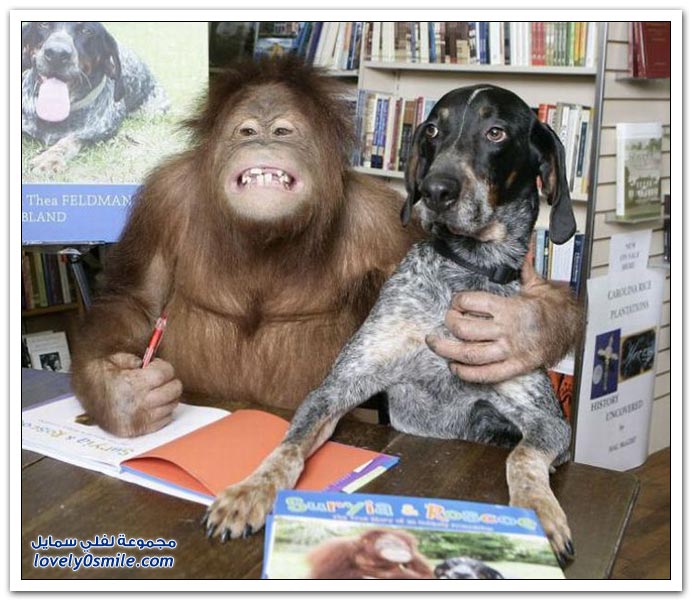 صداقة عجيبة لكلب وقرد Wonderful-friendship-of-a-dog-and-a-monkey-02