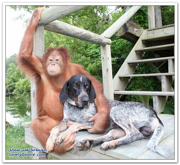 صداقة عجيبة لكلب وقرد Wonderful-friendship-of-a-dog-and-a-monkey-03