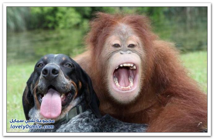 صداقة عجيبة لكلب وقرد Wonderful-friendship-of-a-dog-and-a-monkey-04