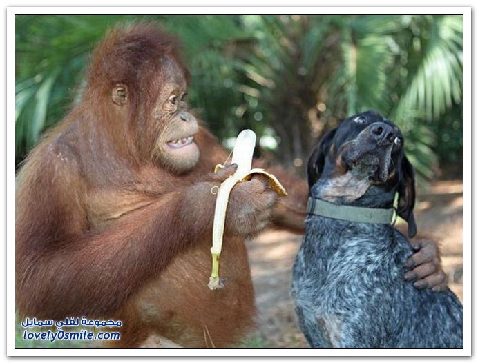 صداقة عجيبة لكلب وقرد Wonderful-friendship-of-a-dog-and-a-monkey-05