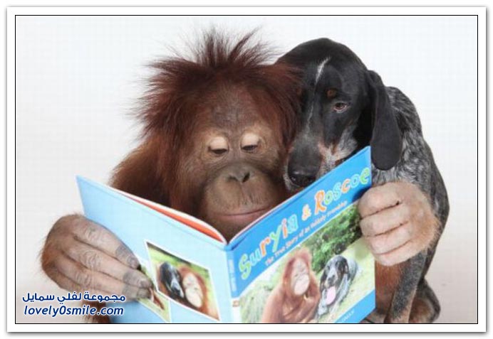 صداقة عجيبة لكلب وقرد Wonderful-friendship-of-a-dog-and-a-monkey-06