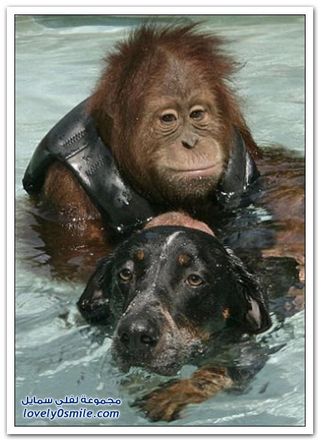 صداقة عجيبة لكلب وقرد Wonderful-friendship-of-a-dog-and-a-monkey-07