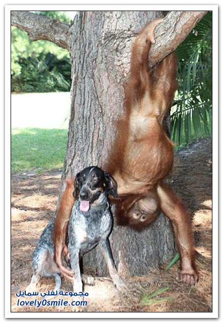 صداقة عجيبة لكلب وقرد Wonderful-friendship-of-a-dog-and-a-monkey-08