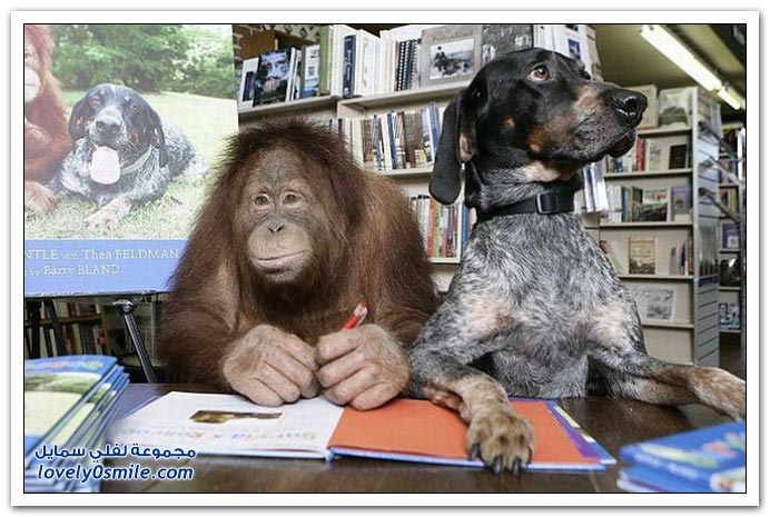 صداقة عجيبة لكلب وقرد Wonderful-friendship-of-a-dog-and-a-monkey-09