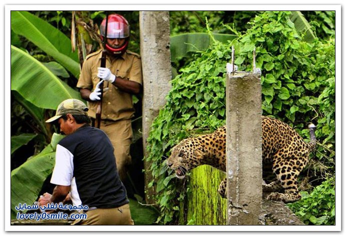  فهد يهاجم حراس غابة Leopard-attack-on-police-01