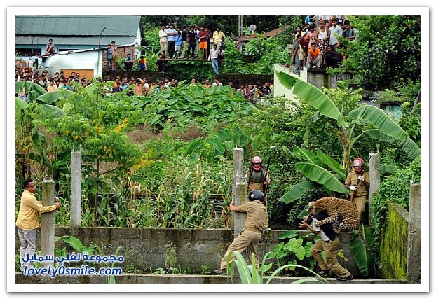  فهد يهاجم حراس غابة Leopard-attack-on-police-02