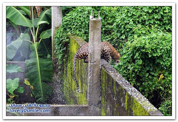  فهد يهاجم حراس غابة Leopard-attack-on-police-08