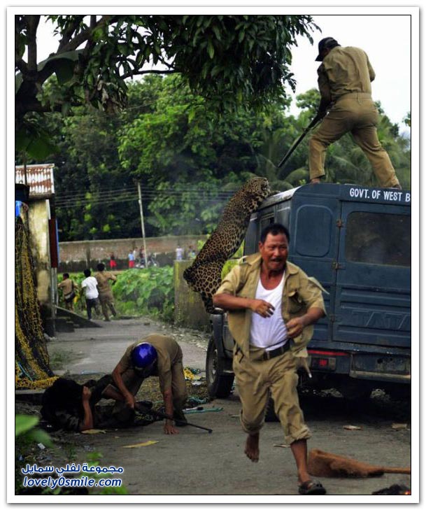  فهد يهاجم حراس غابة Leopard-attack-on-police-10