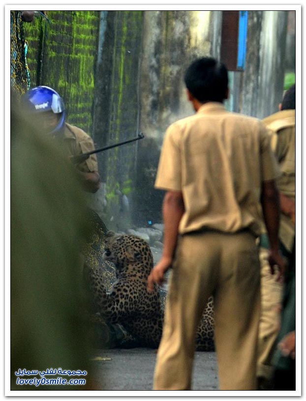  فهد يهاجم حراس غابة Leopard-attack-on-police-11