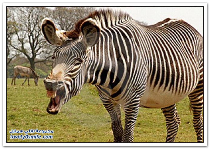 ابتسامات الحمار الوحشي    Smiles-zebra-06