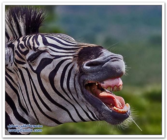 ابتسامات الحمار الوحشي    Smiles-zebra-07