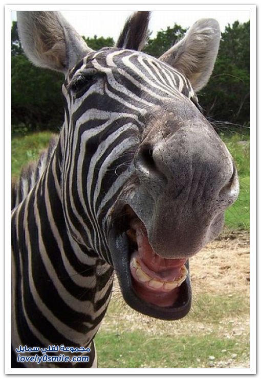 ابتسامات الحمار الوحشي    Smiles-zebra-12