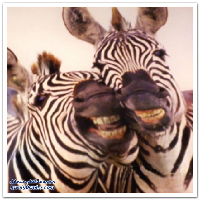 ابتسامات الحمار الوحشي    Smiles-zebra-15