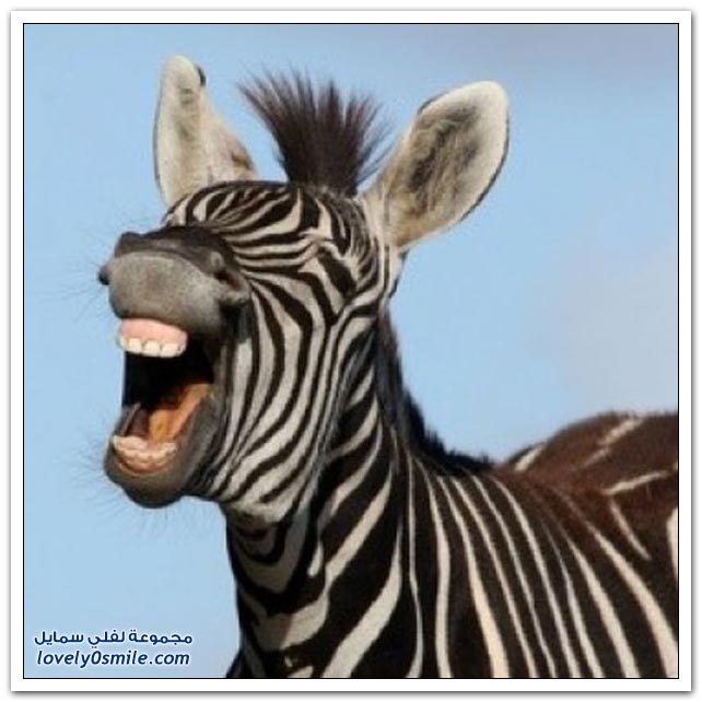 ابتسامات الحمار الوحشي    Smiles-zebra-20