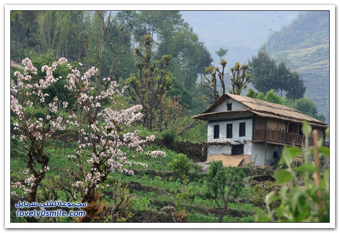 جني العسل في جبال الهملايا Harvesting-honey-from-mountains-of-Himalayas-in-Nepal-04