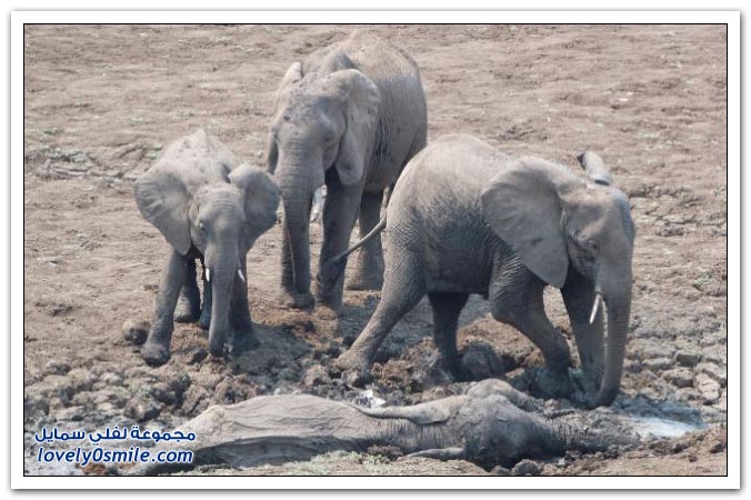       Save-the-elephants-from-the-mire-01