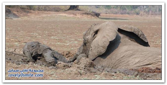       Save-the-elephants-from-the-mire-04