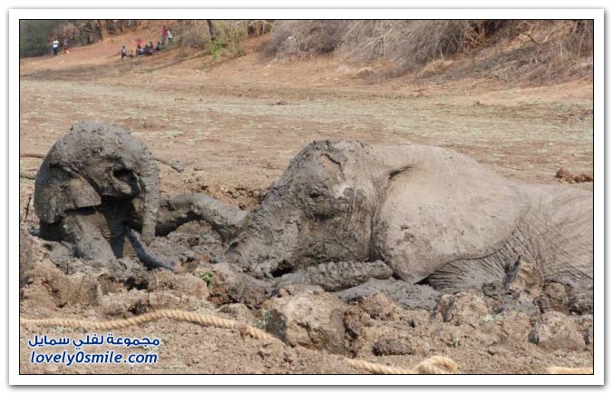       Save-the-elephants-from-the-mire-05