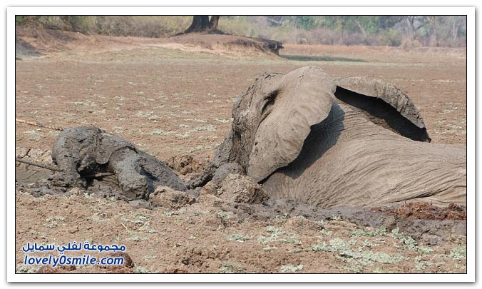       Save-the-elephants-from-the-mire-06