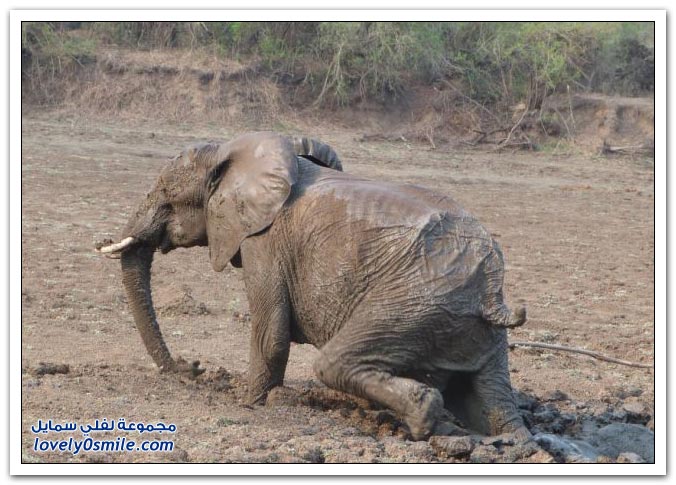       Save-the-elephants-from-the-mire-16