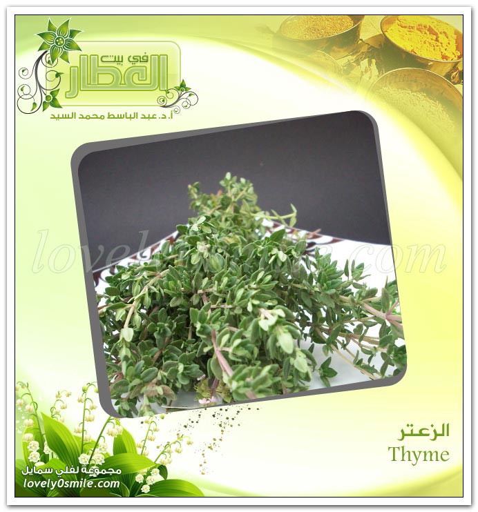 الزعتر أو الصعتر - Thyme SpiceDealer-009