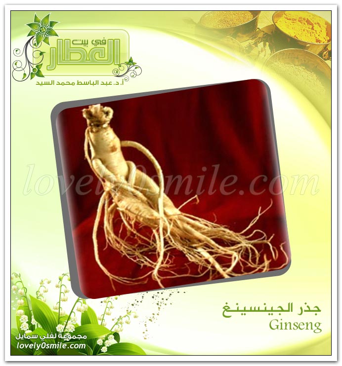 الجينسينغ - ‎‏Ginseng SpiceDealer-061