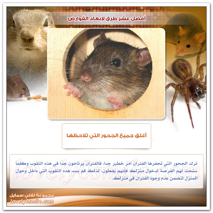 أفضل عشر طرق لإبعاد القوارض............... Top10WaysKeepAwayRodents-07