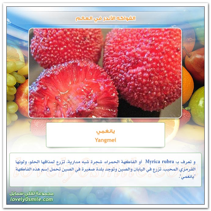 الفواكه الأندر في العالم WorldsRarestFruits-03