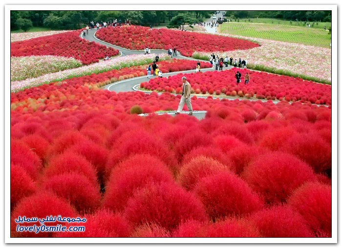 حديقة هيتاشي ,,اليابان Park-Hitachi-in-Japan-02