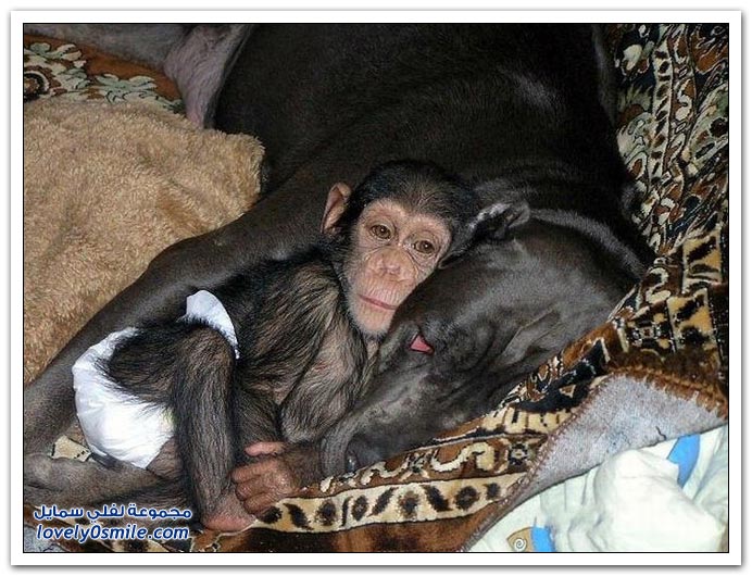 صداقة غريبة بين قرد وكلب Strange-friendship-between-monkey-and-dog-04