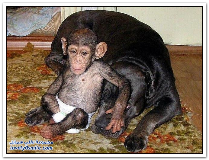 صداقة غريبة بين قرد وكلب Strange-friendship-between-monkey-and-dog-09