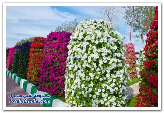 حديقة العين بارادايس في الإمارات التي دخلت موسوعة غينيس Hanging_flowers_11
