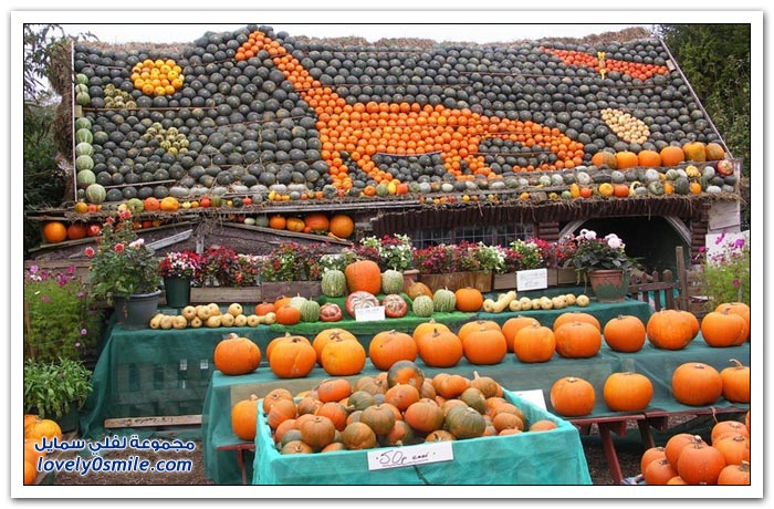 مهرجان القرع والباذنجان في سليندون بإنجلترا ==> اشهار اونلاين  Festival-of-Pumpkins-and-squash-in-England-01