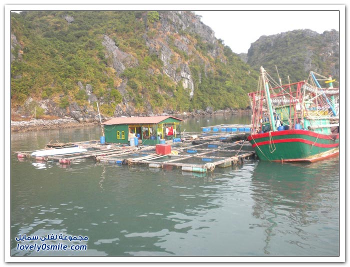 القرية العائمة Floating-near-the-village-of-Cat-Island-in-Vietnam-07