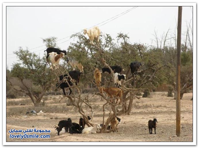 صور ومشاهد غريبة لاتراها إلا فى أفريقيا Only-in-Africa-17