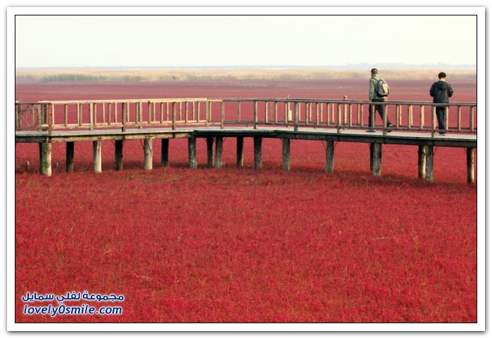 الشاطئ الأحمر في الصين Red-Beach-in-China-08