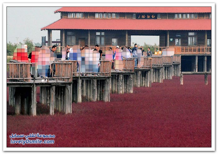 الشاطئ الأحمر في الصين Red-Beach-in-China-12