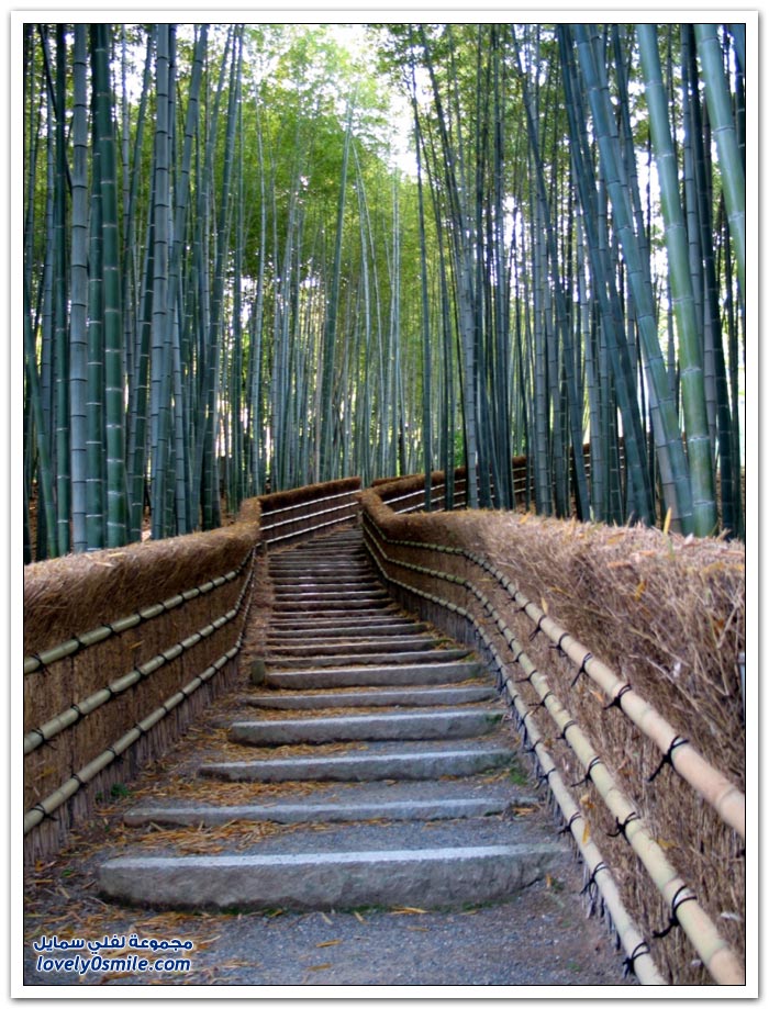  نفق الخيزران في مدينة كيوتو في اليابان  Bamboo-tunnel-in-the-city-of-Kyoto-in-Japan-02