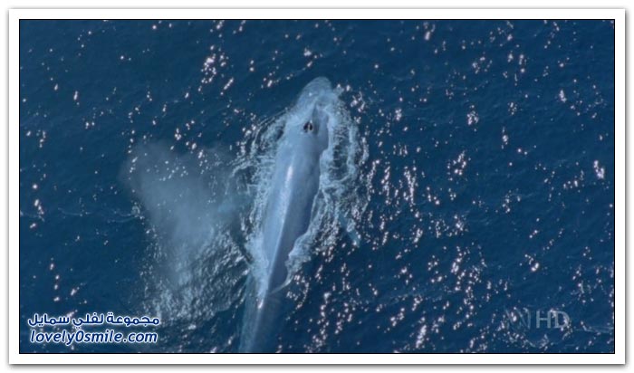 الحوت الأزرق أكبر مخلوق على وجه الأرض Blue-whale-the-largest-creature-on-earth-01