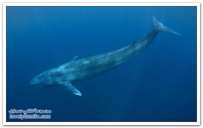 الحوت الأزرق أكبر مخلوق على وجه الأرض Blue-whale-the-largest-creature-on-earth-02