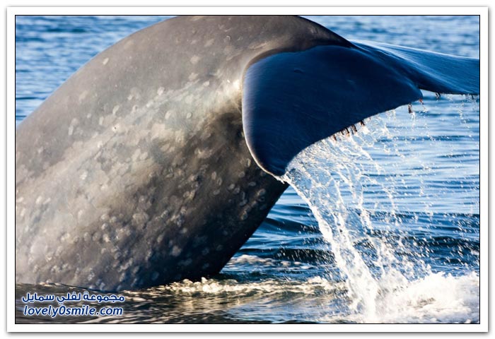 الحوت الأزرق أكبر مخلوق على وجه الأرض Blue-whale-the-largest-creature-on-earth-05