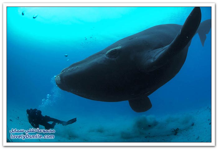 الحوت الأزرق أكبر مخلوق على وجه الأرض Blue-whale-the-largest-creature-on-earth-07