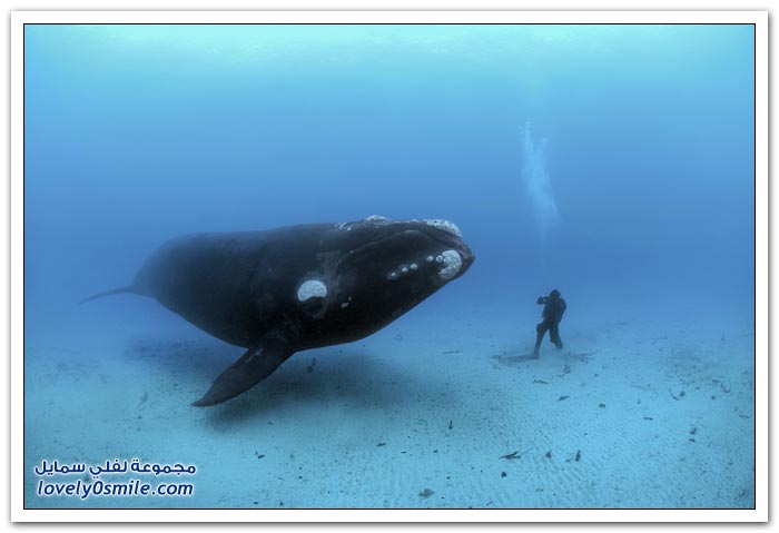 الحوت الأزرق أكبر مخلوق على وجه الأرض Blue-whale-the-largest-creature-on-earth-08